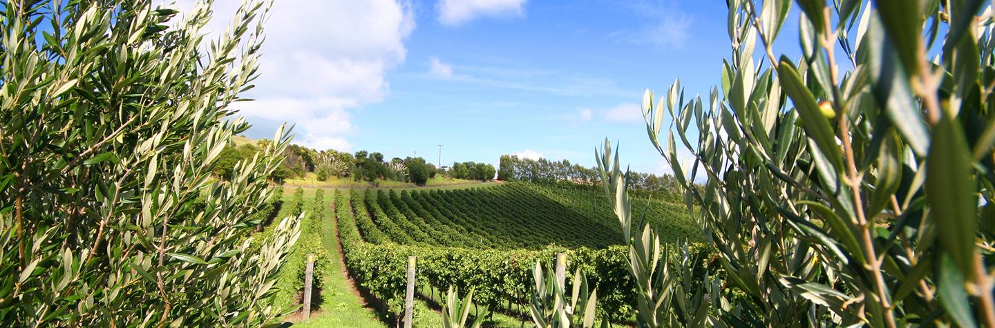 Waiheke Island Rental car Vinyard